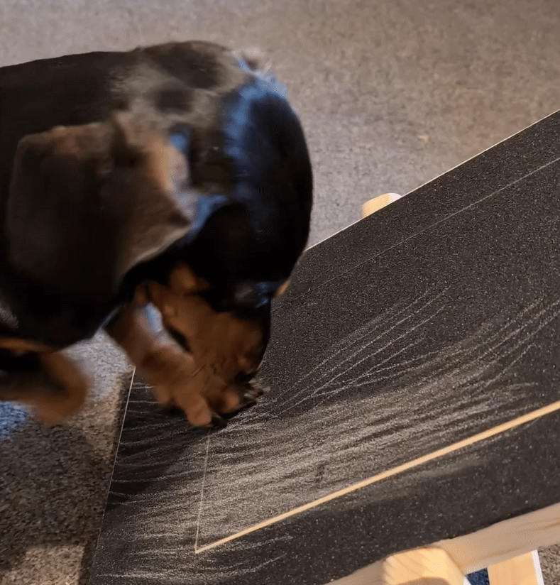 Cane che gratta GrattaSnack per prendere lo snack